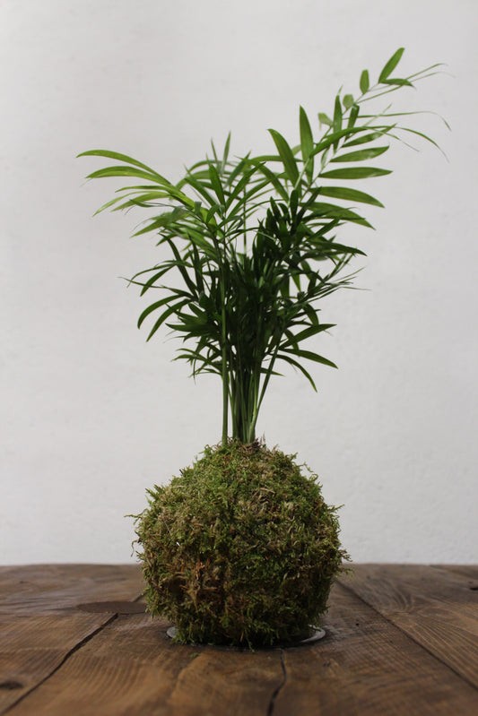 Kokedama Chamaedorea (palma della fortuna)