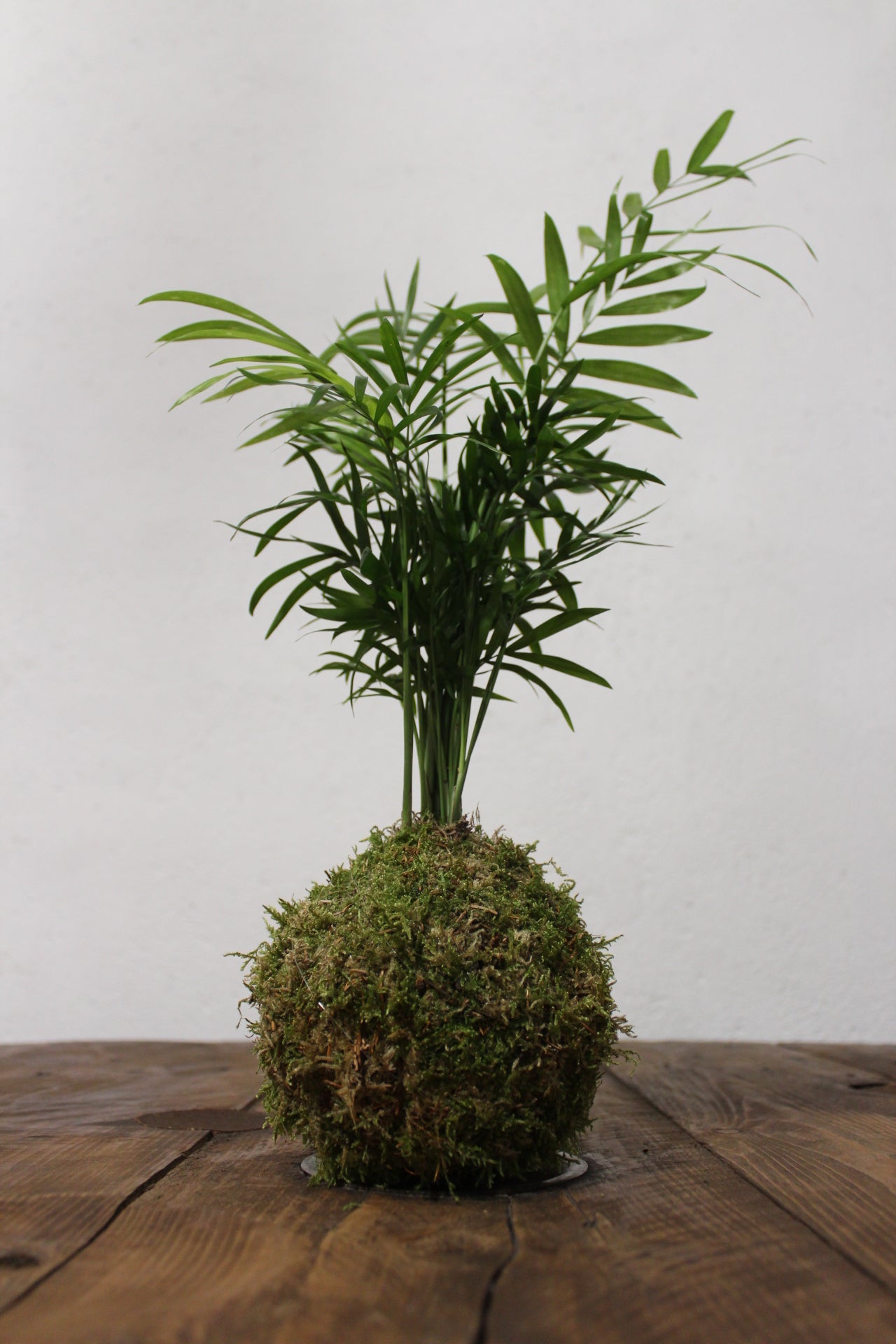 Kokedama Chamaedorea (palma della fortuna)