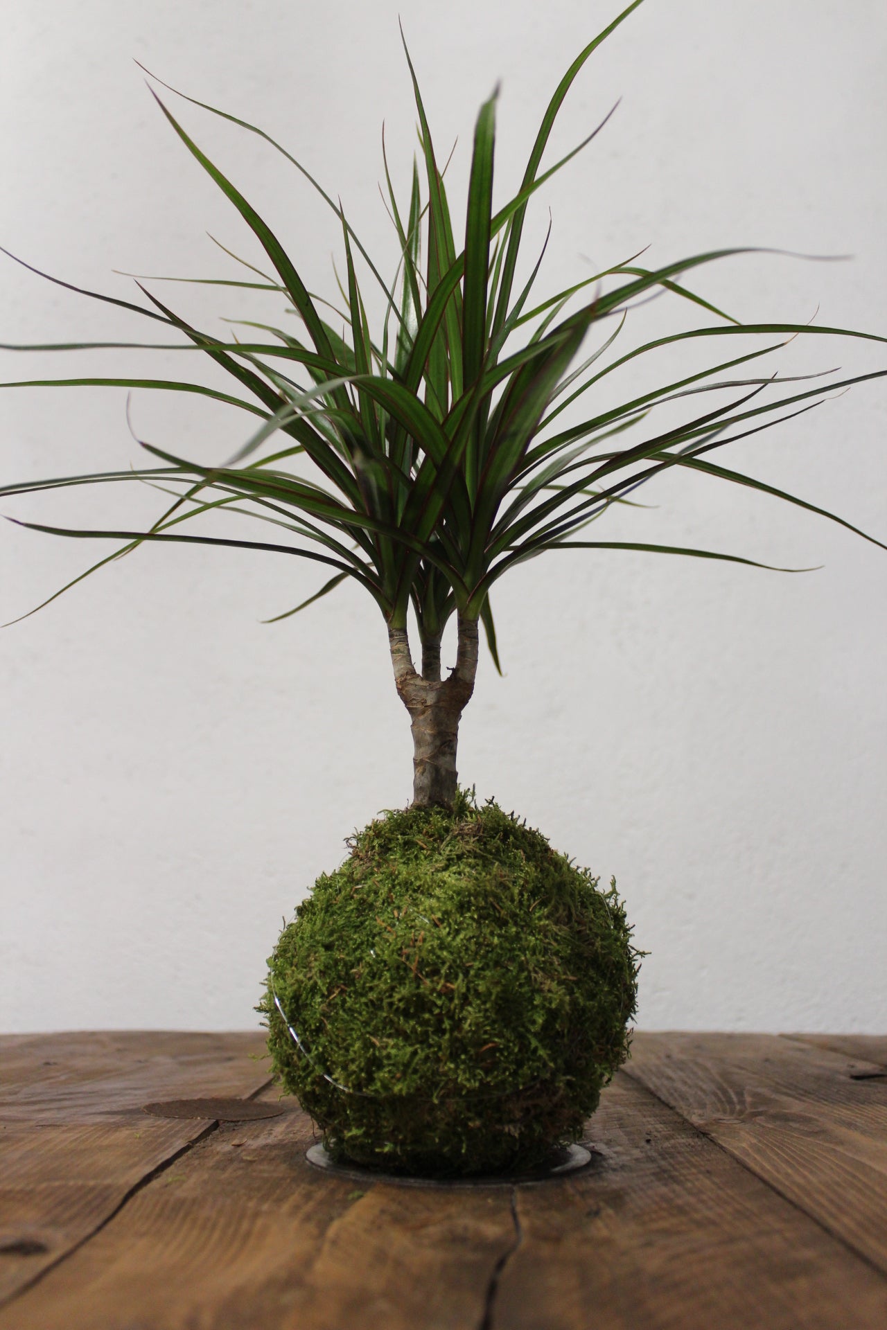 Kokedama Dracaena con tronchetto