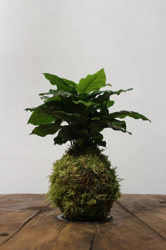 Kokedama Caffè Arabica