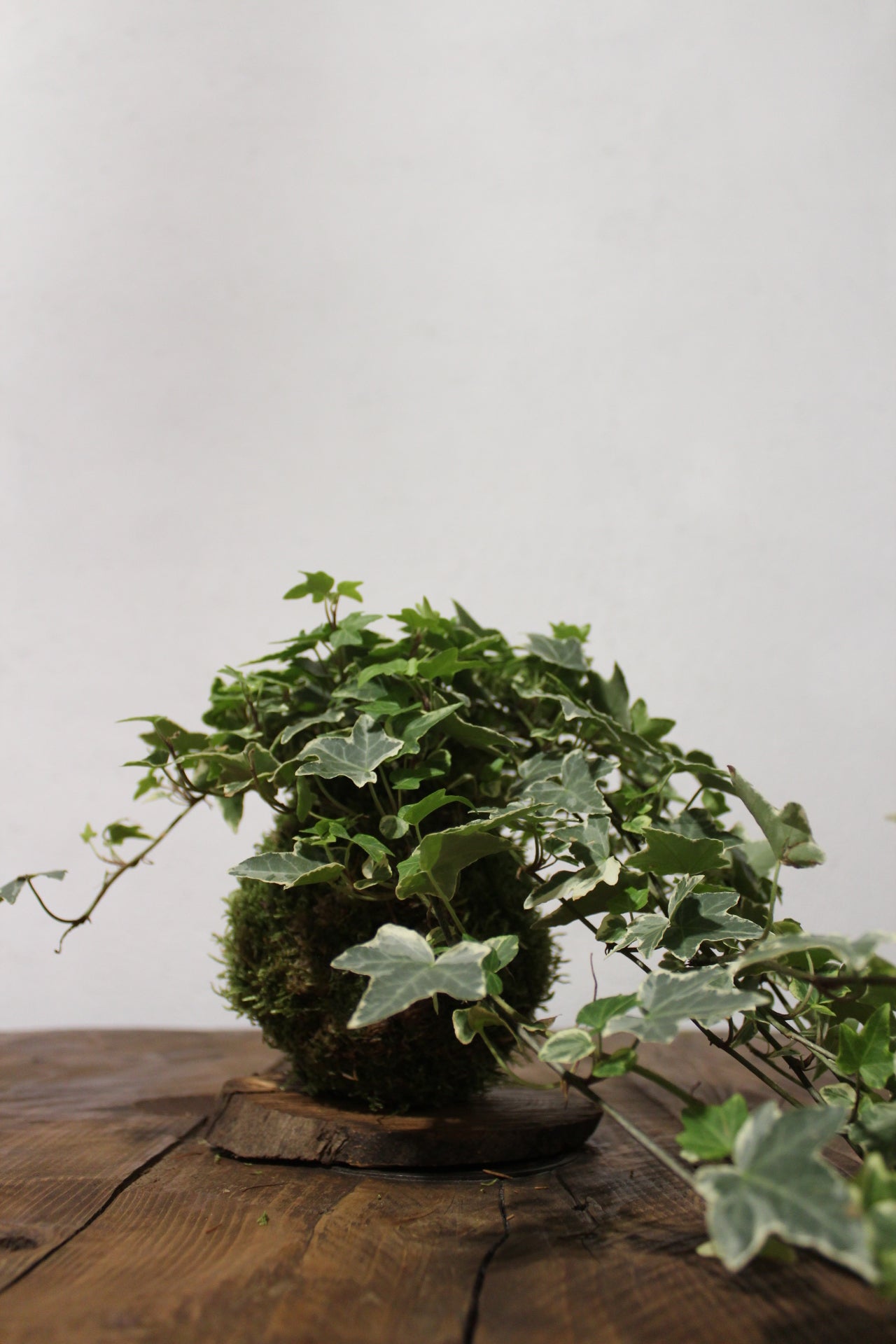 Kokedama Edera