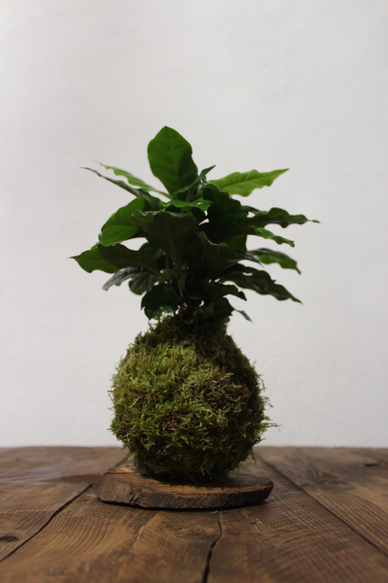 Kokedama Caffè Arabica