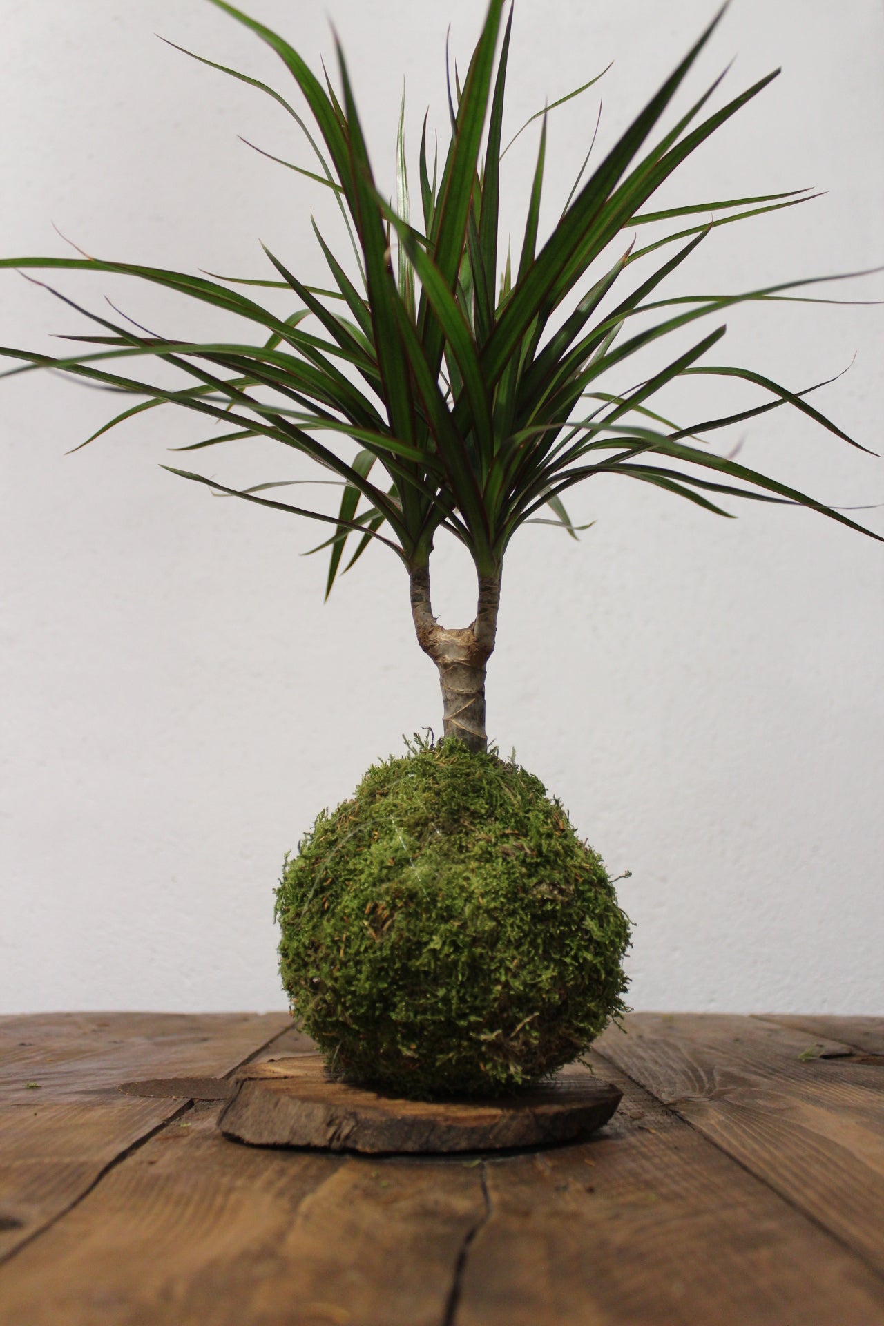 Kokedama Dracaena con tronchetto