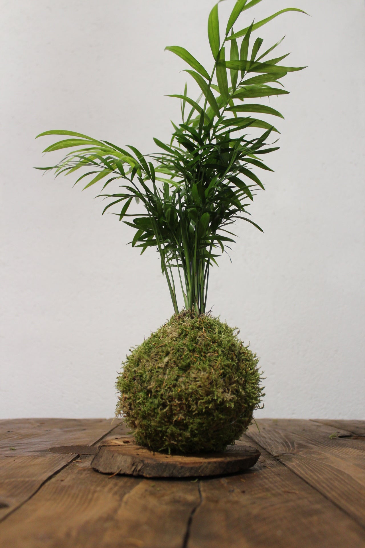 Kokedama Palmera Chamadorrea - Kokedamas Lucciana