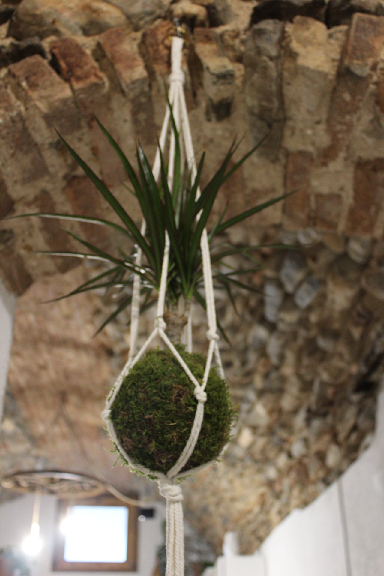 Kokedama Dracaena con tronchetto