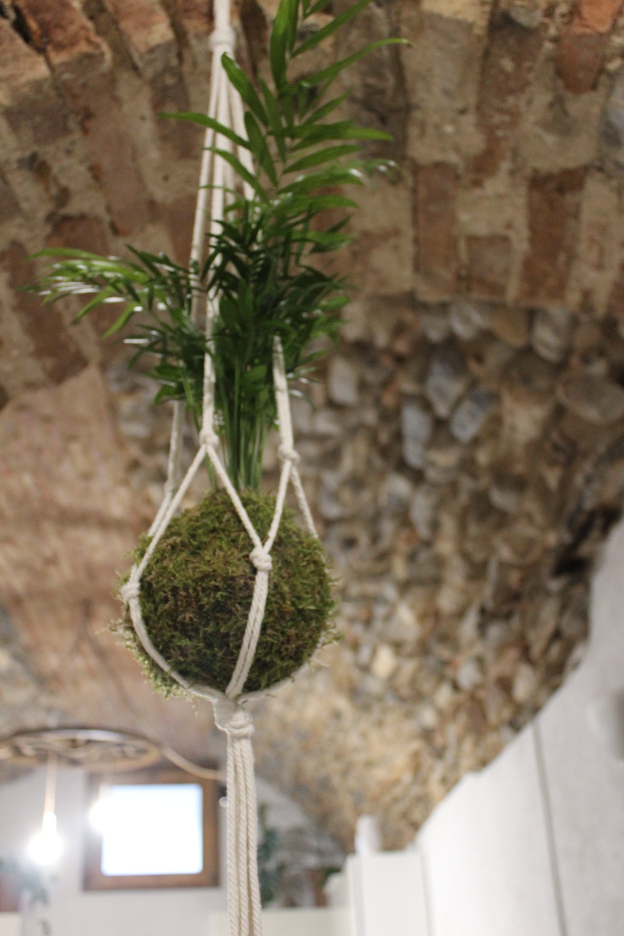 Kokedama Chamaedorea (palma della fortuna)