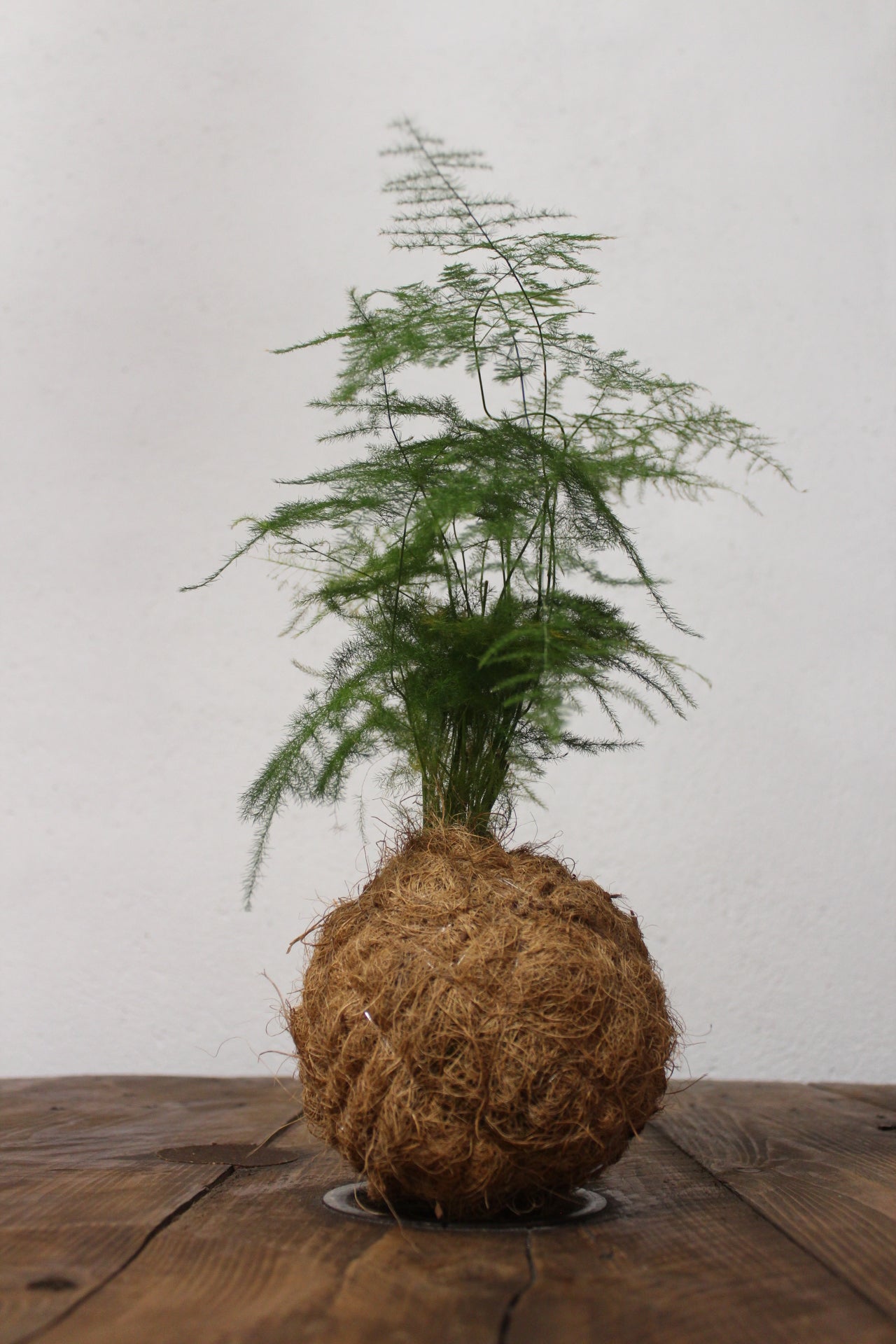 Kokedama Asparagus Setaceus fibra di cocco