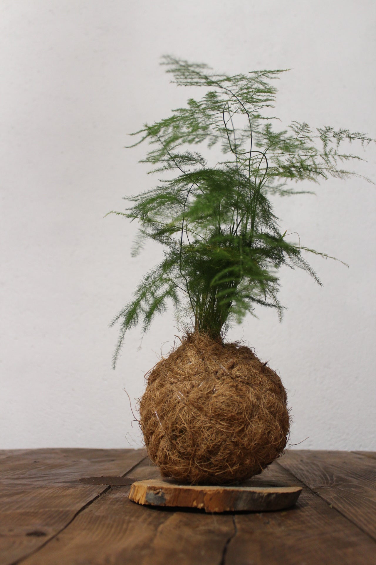 Kokedama Asparagus Setaceus fibra di cocco