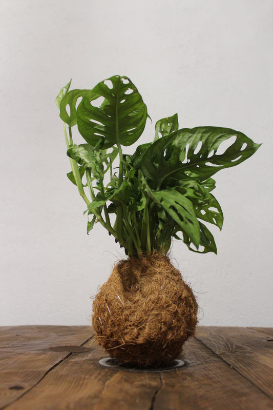 Kokedama Monstera Adansonii fibra di cocco