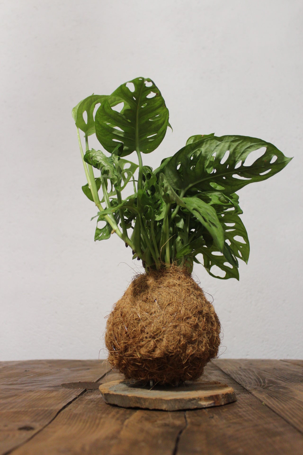 Kokedama Monstera Adansonii fibra di cocco