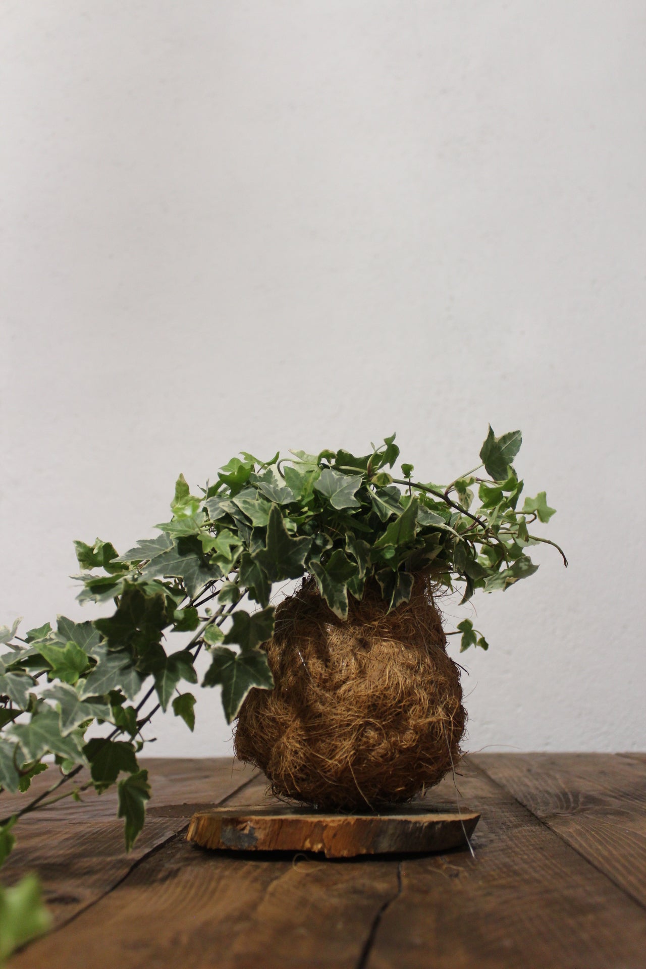 Kokedama Edera fibra di cocco