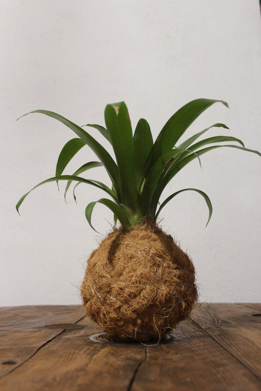 Kokedama Guzmania fibra di cocco