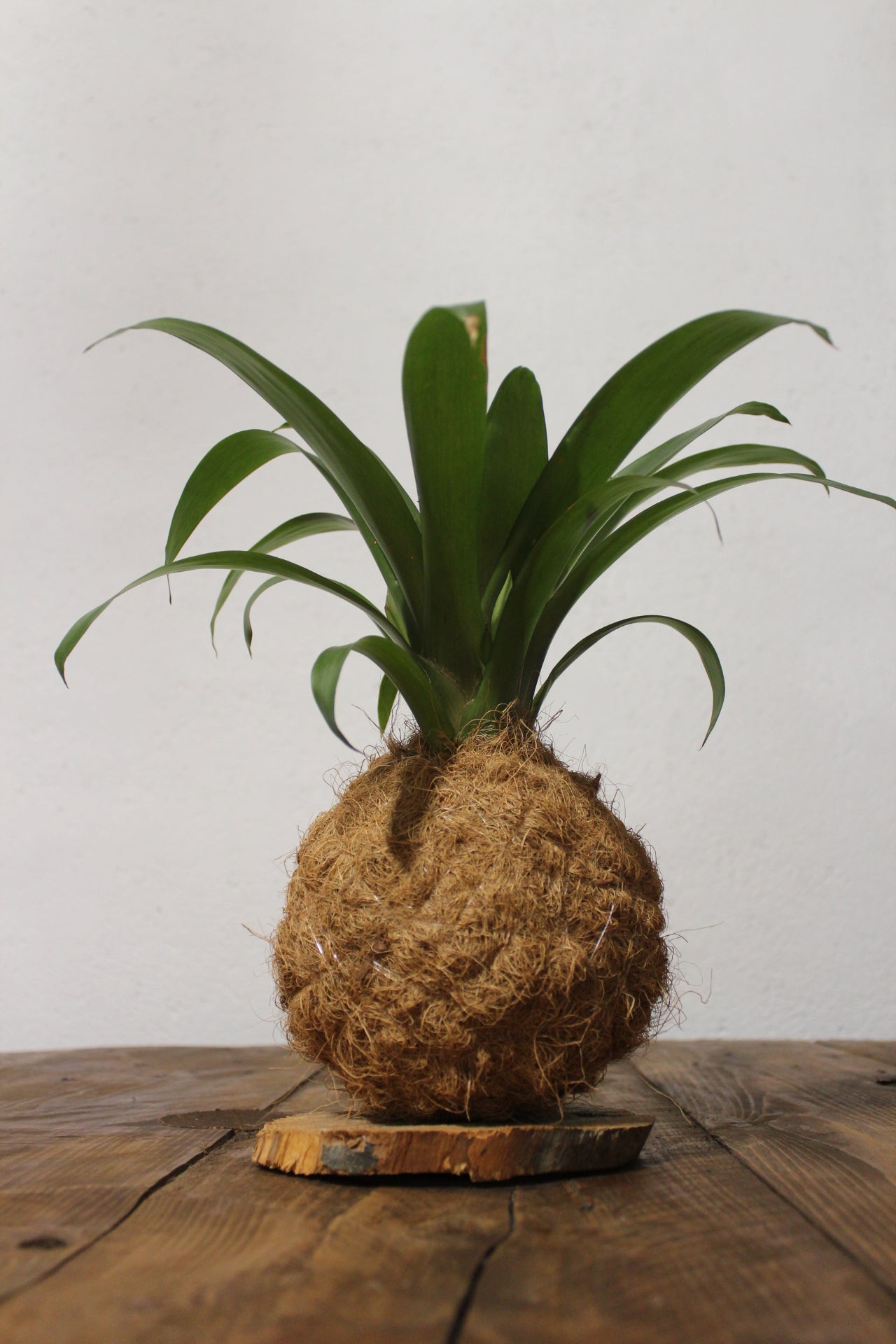 Kokedama Guzmania fibra di cocco