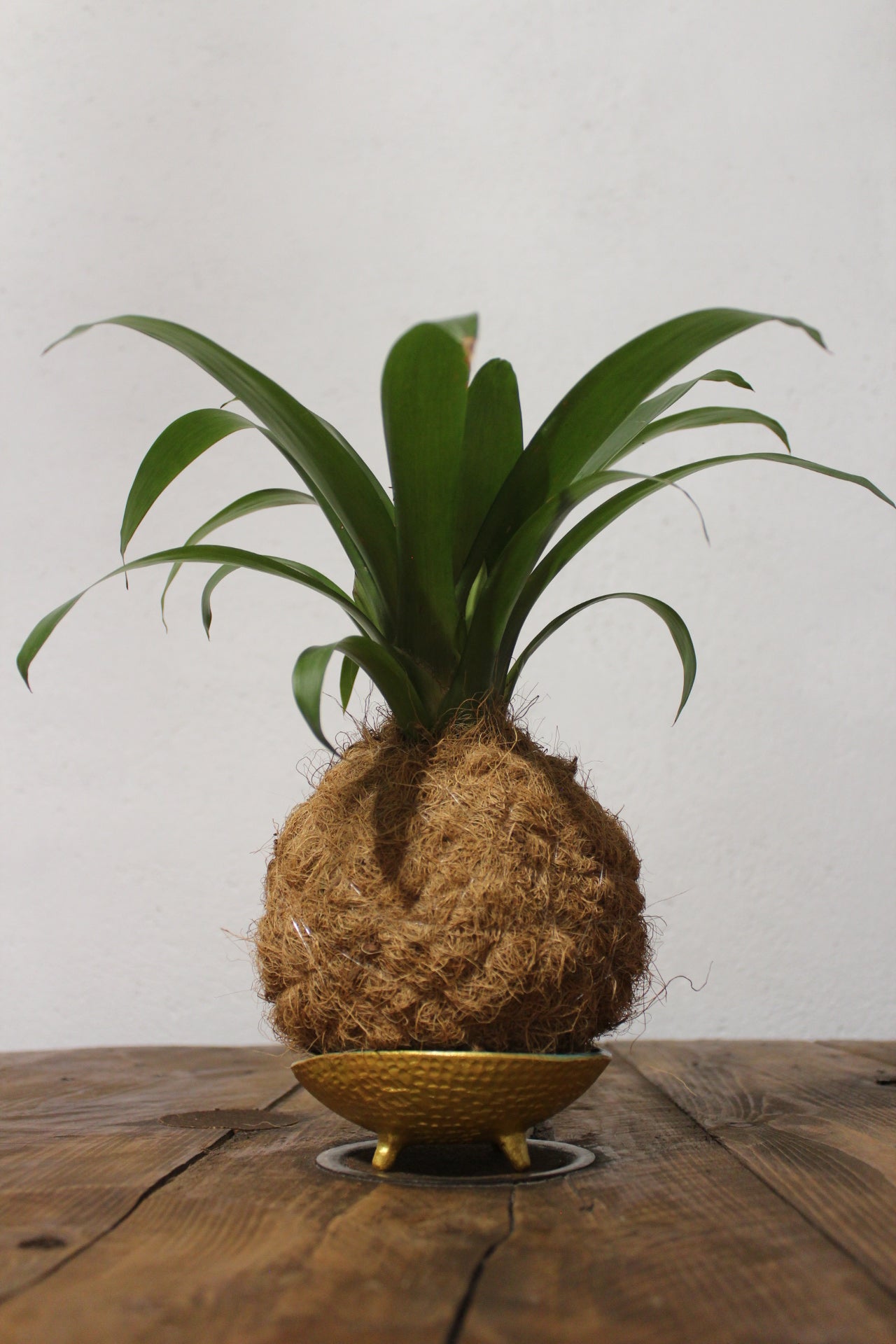 Kokedama Guzmania fibra di cocco