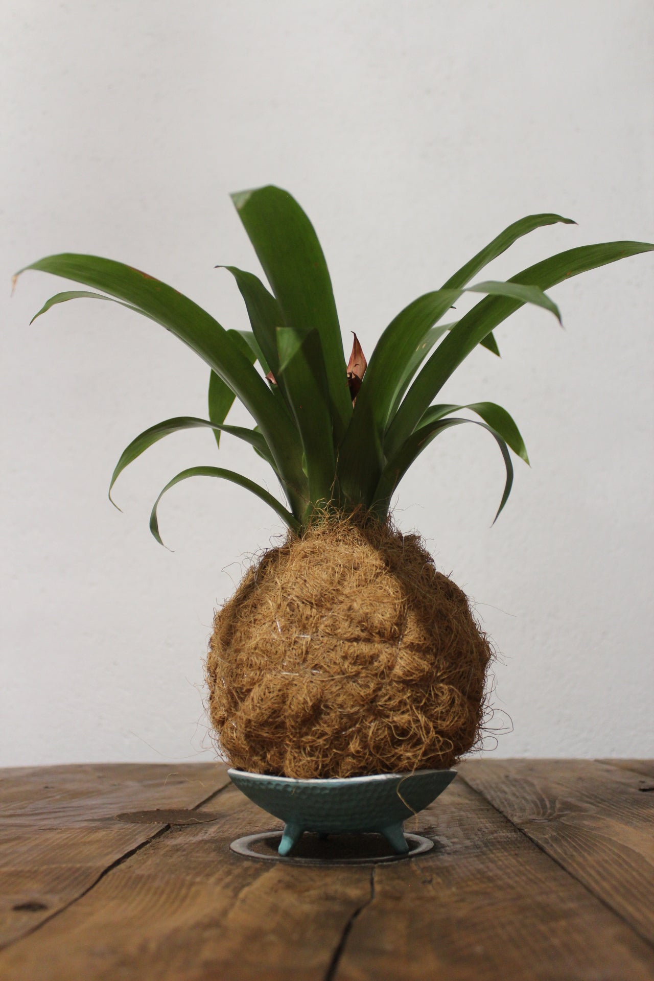 Kokedama Guzmania fibra di cocco