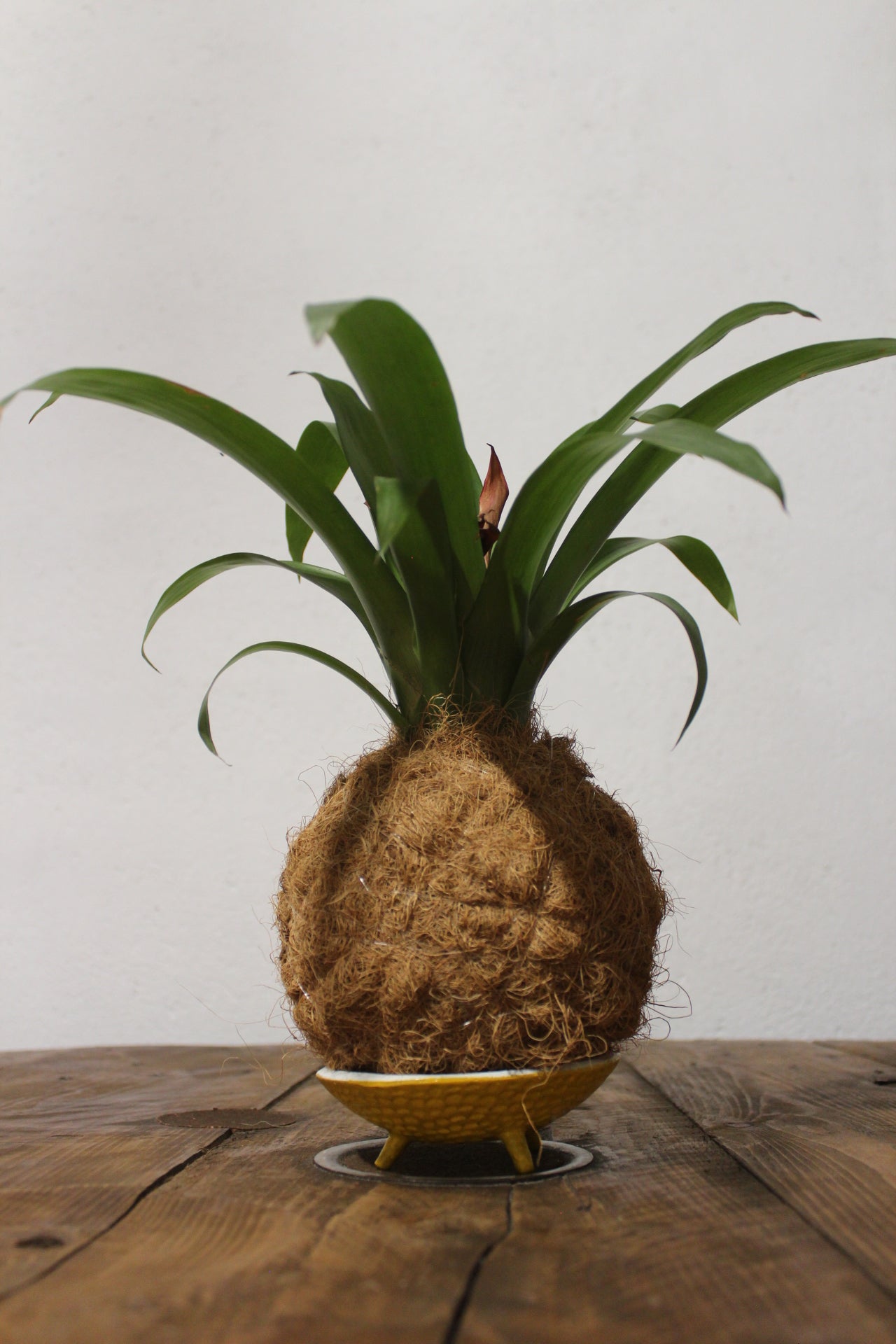 Kokedama Guzmania fibra di cocco