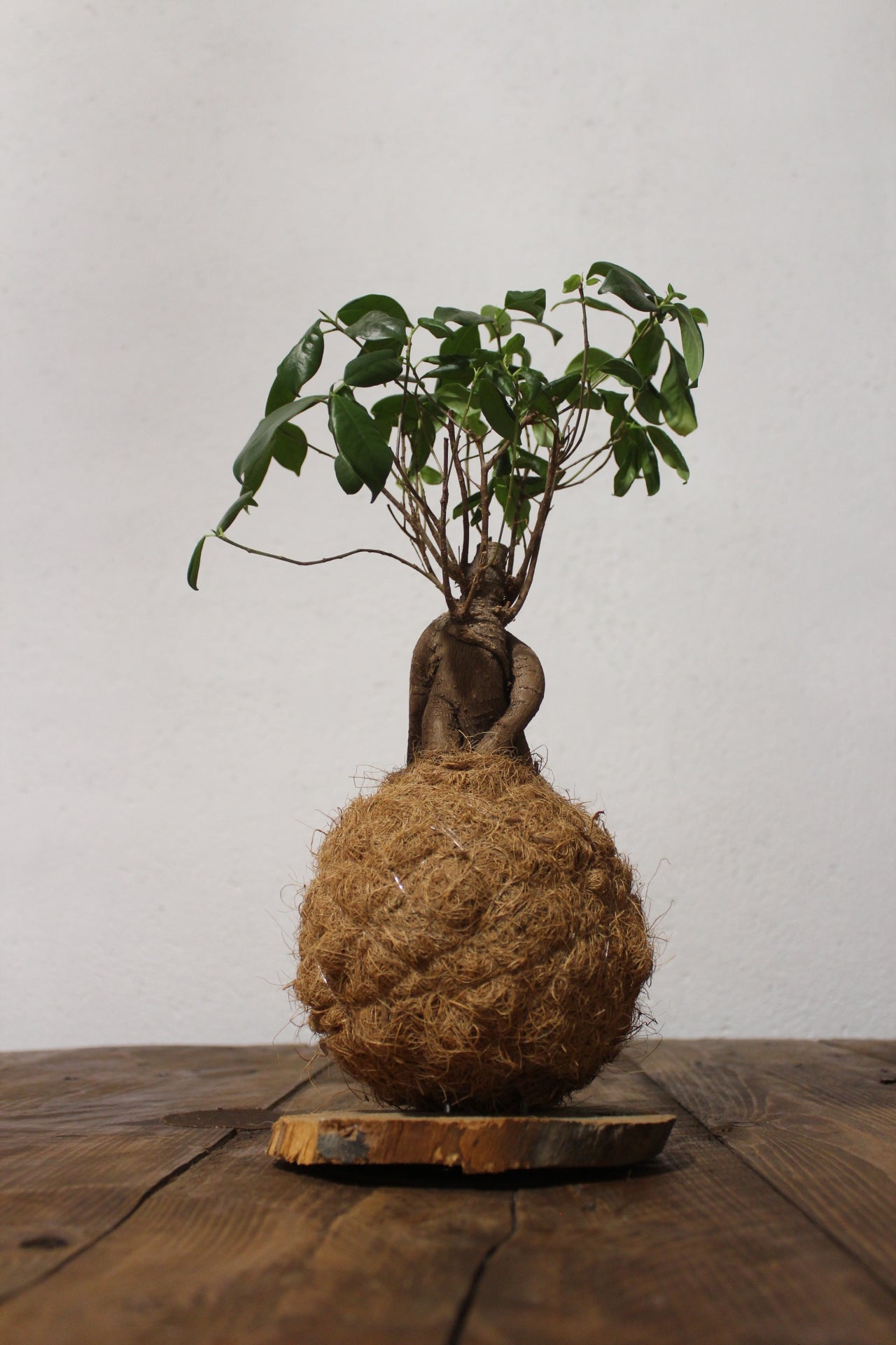 Kokedama Ficus Ginseng fibra di cocco