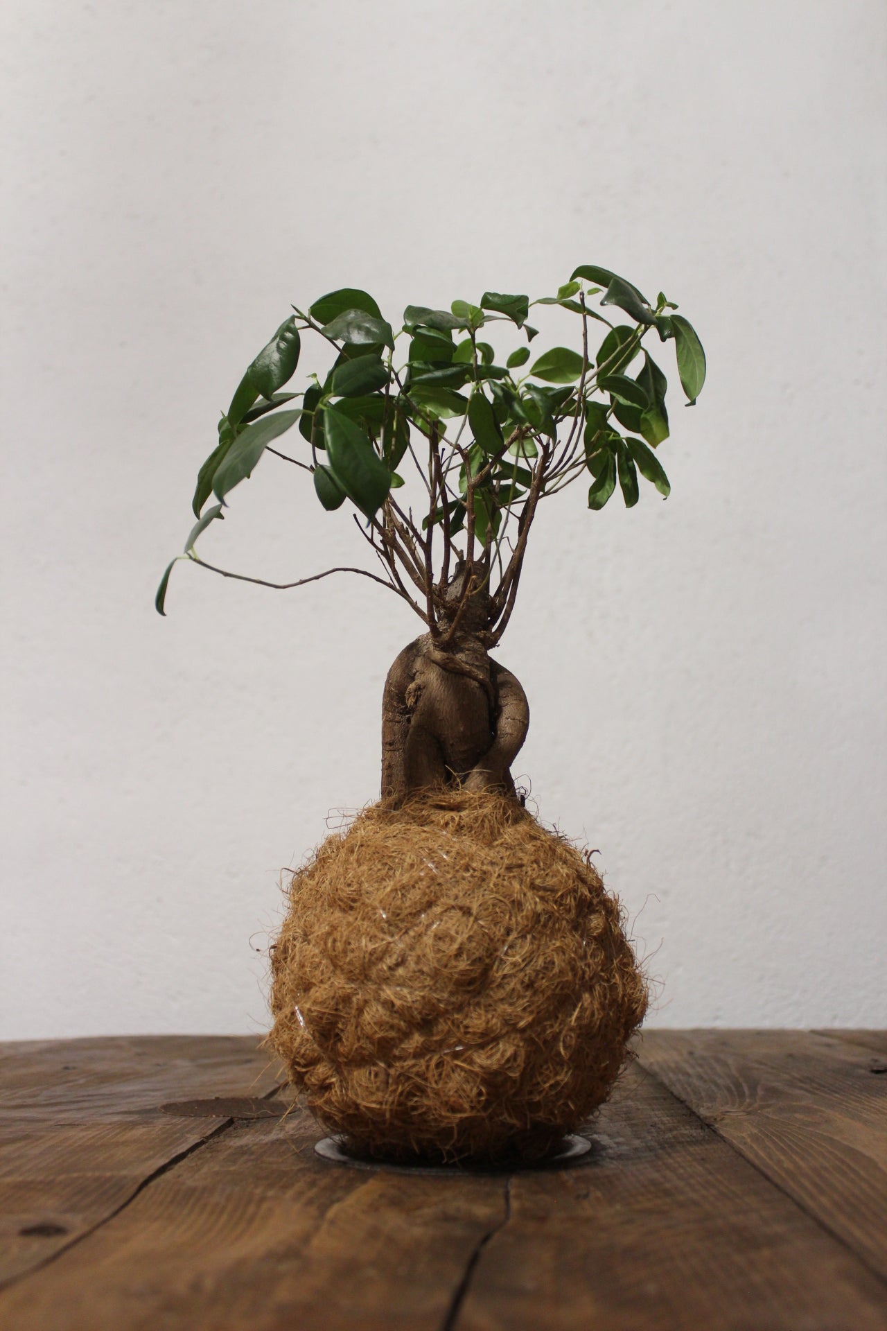 Kokedama Ficus Ginseng fibra di cocco