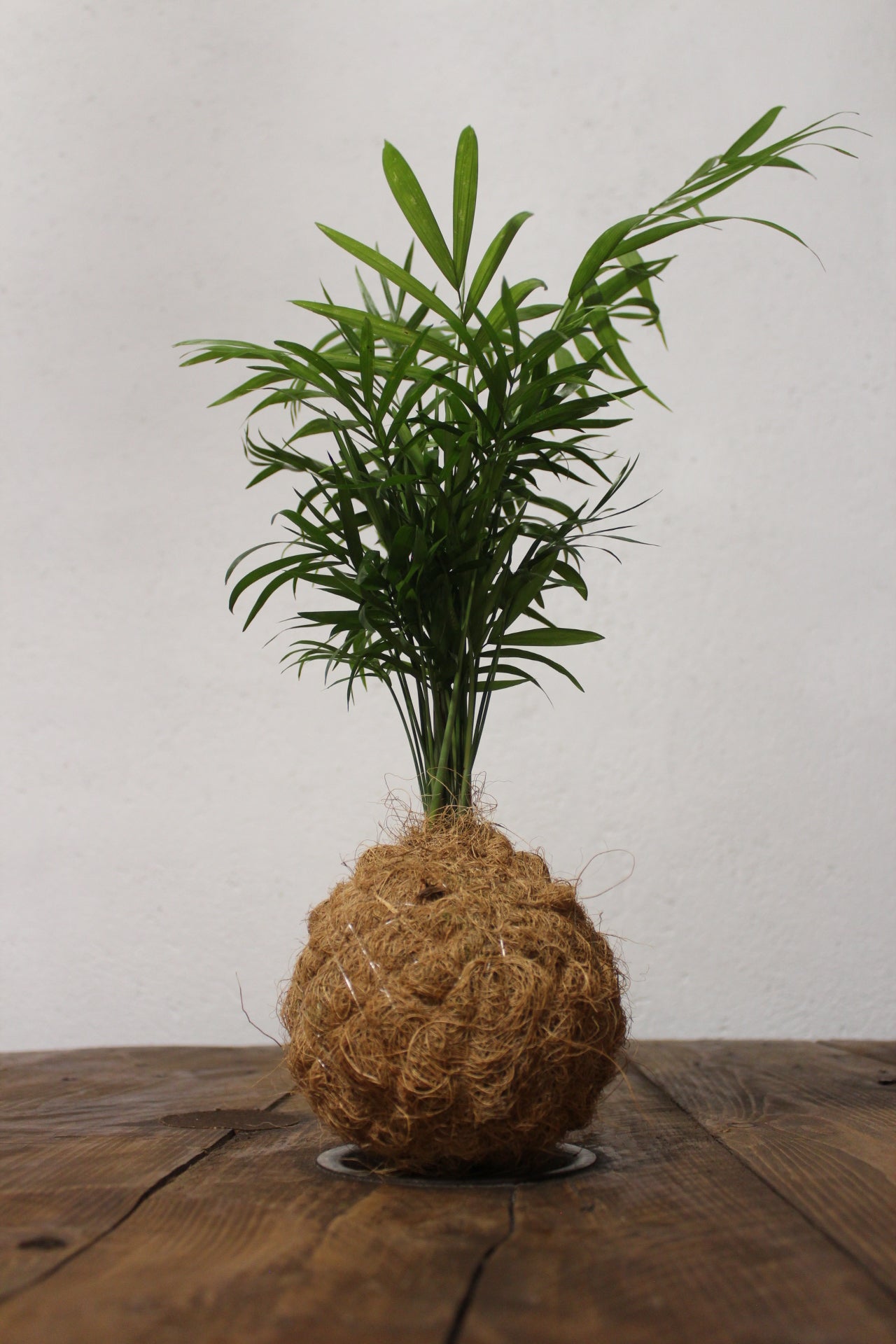 Kokedama Chamaedorea (palma della fortuna) fibra di cocco