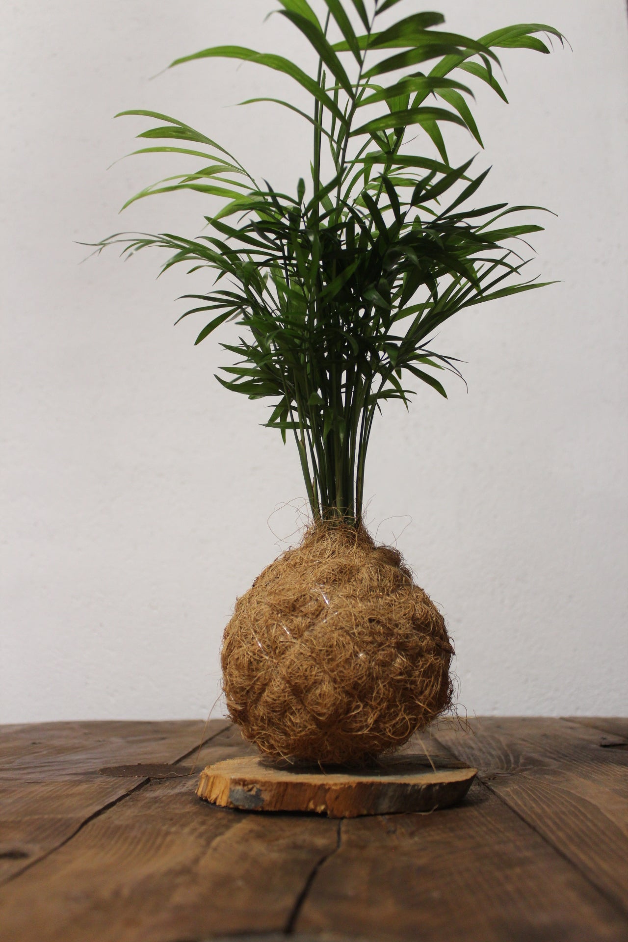 Fibra di cocco per piante in vaso e terrari