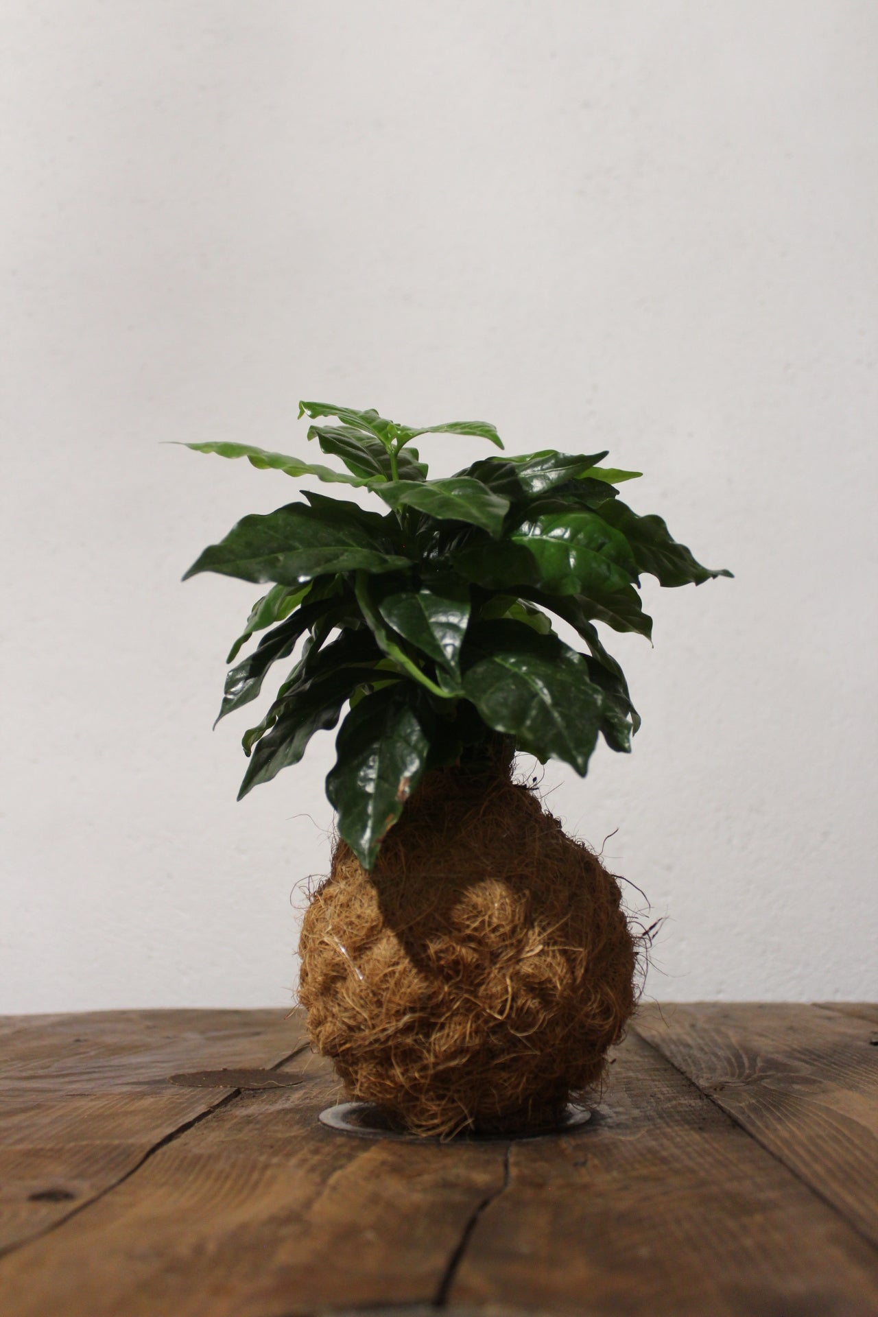 Kokedama Caffè Arabica fibra di cocco