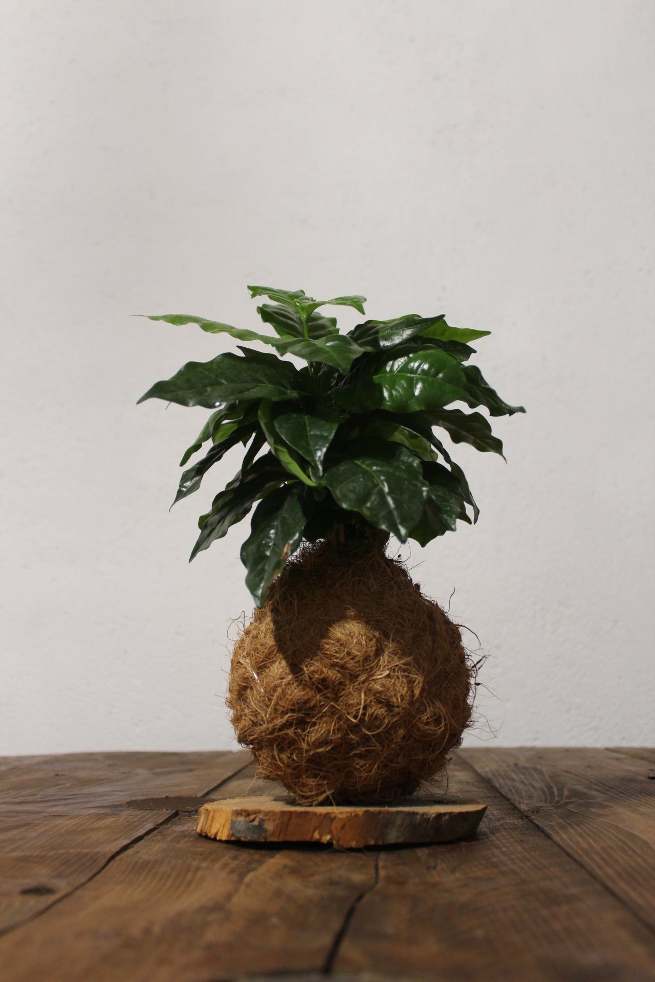 Kokedama Caffè Arabica fibra di cocco