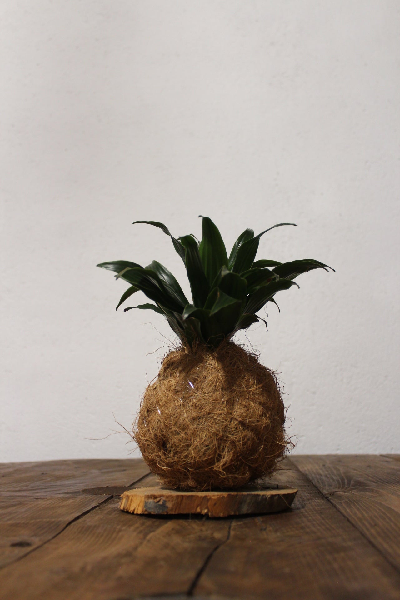 Kokedama Dracaena fibra di cocco