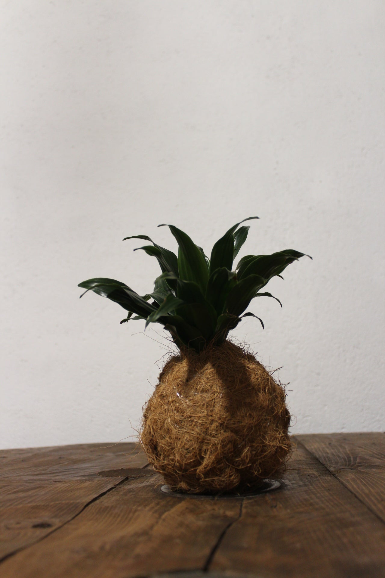 Kokedama Dracaena fibra di cocco