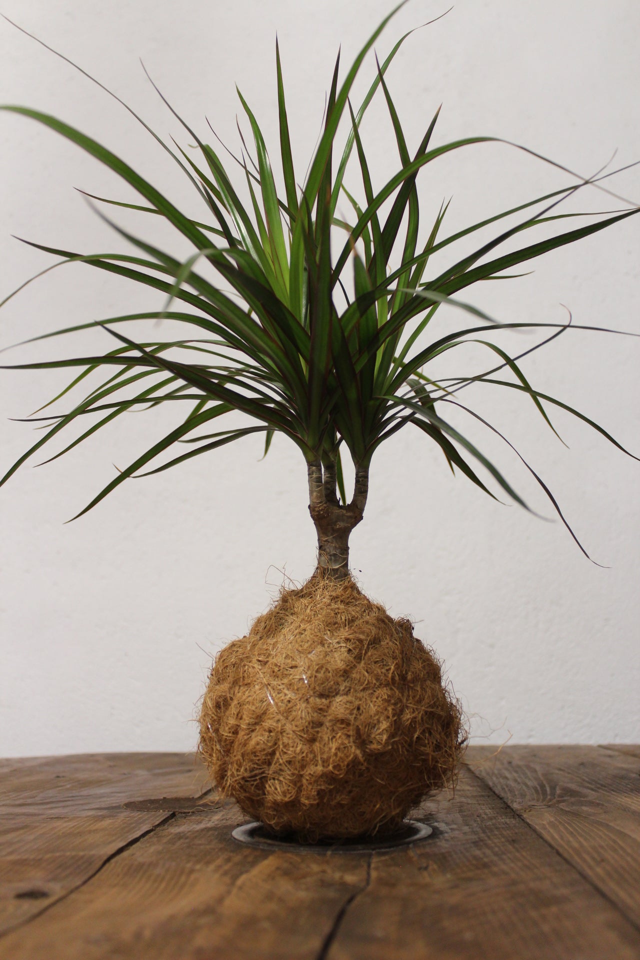 Kokedama Dracaena con tronchetto fibra di cocco