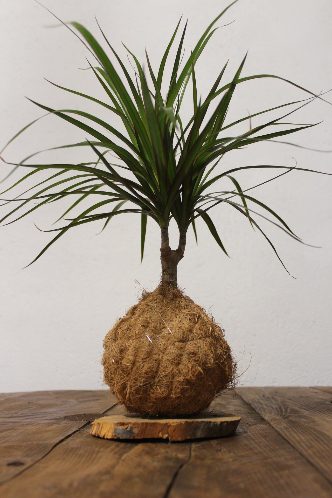 Kokedama Dracaena con tronchetto fibra di cocco