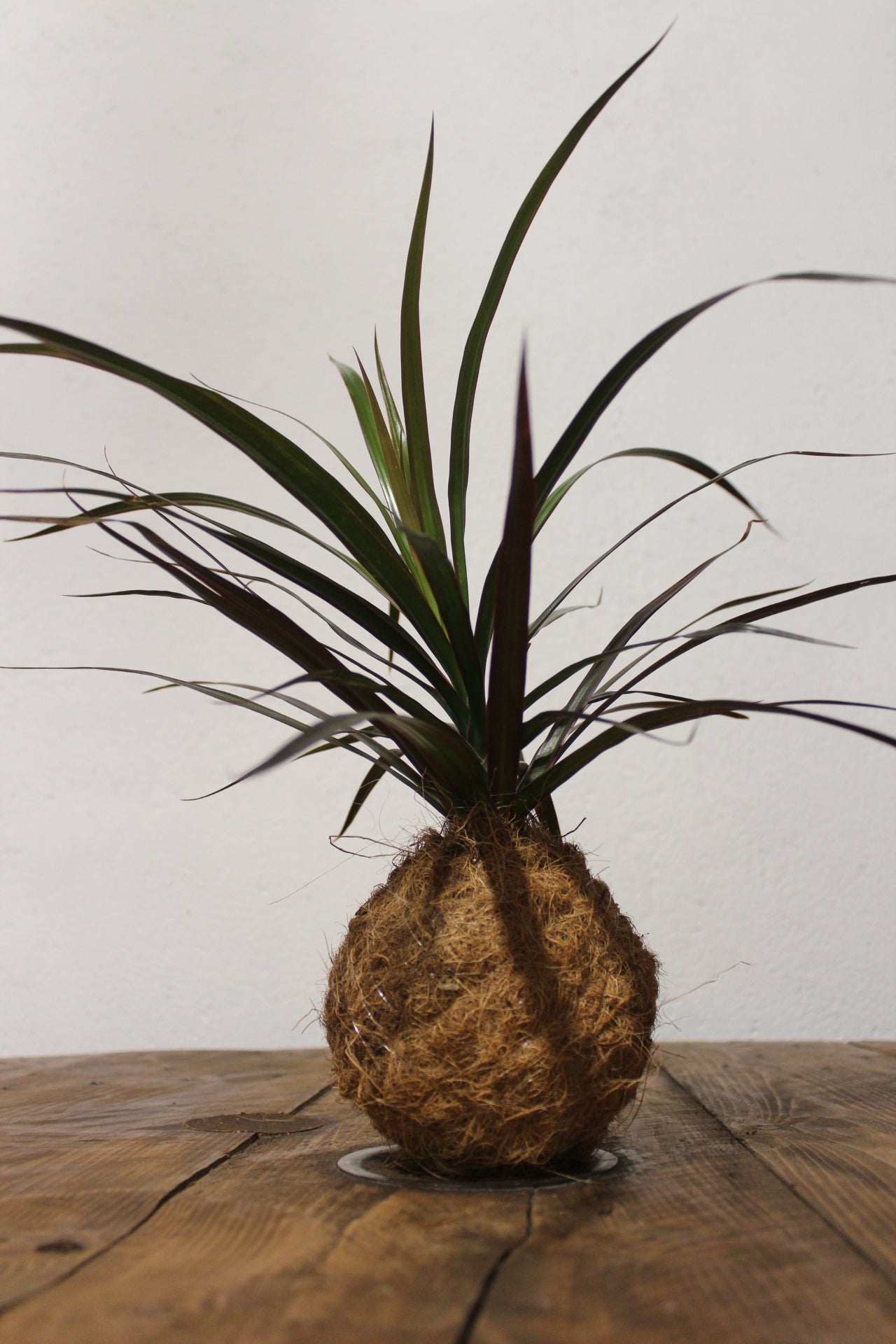 Kokedama Dracaena fibra di cocco