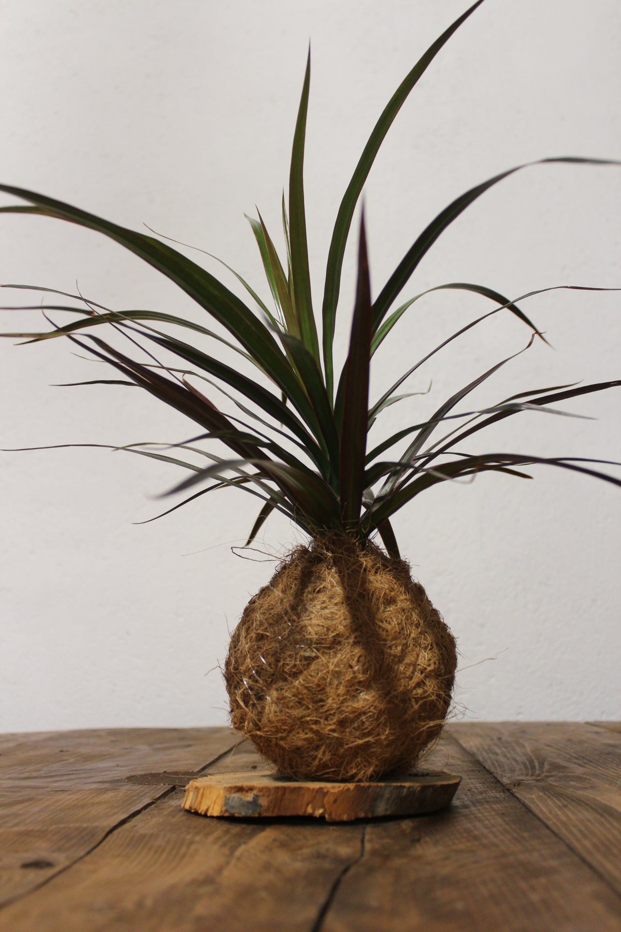 Kokedama Dracaena fibra di cocco