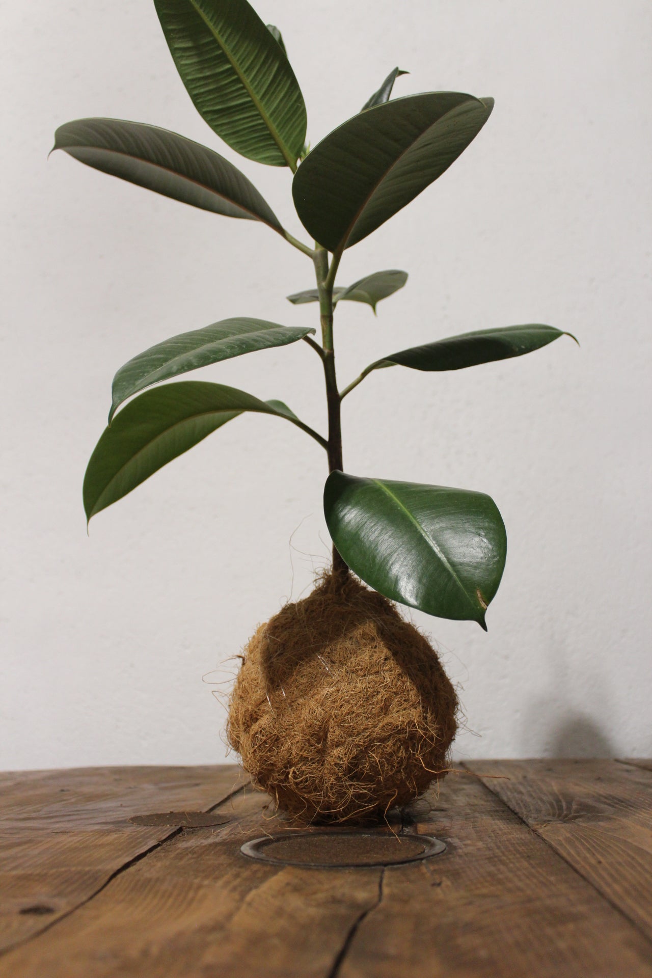 Kokedama Ficus Elastica fibra di cocco