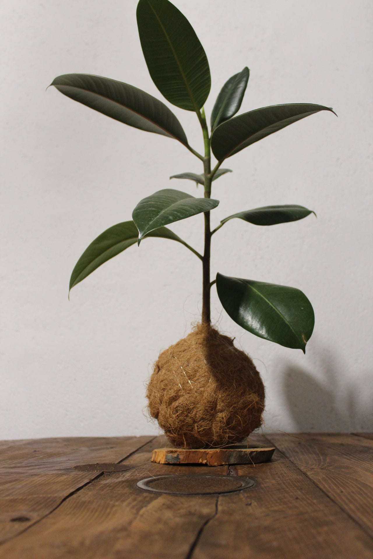 Kokedama Ficus Elastica fibra di cocco