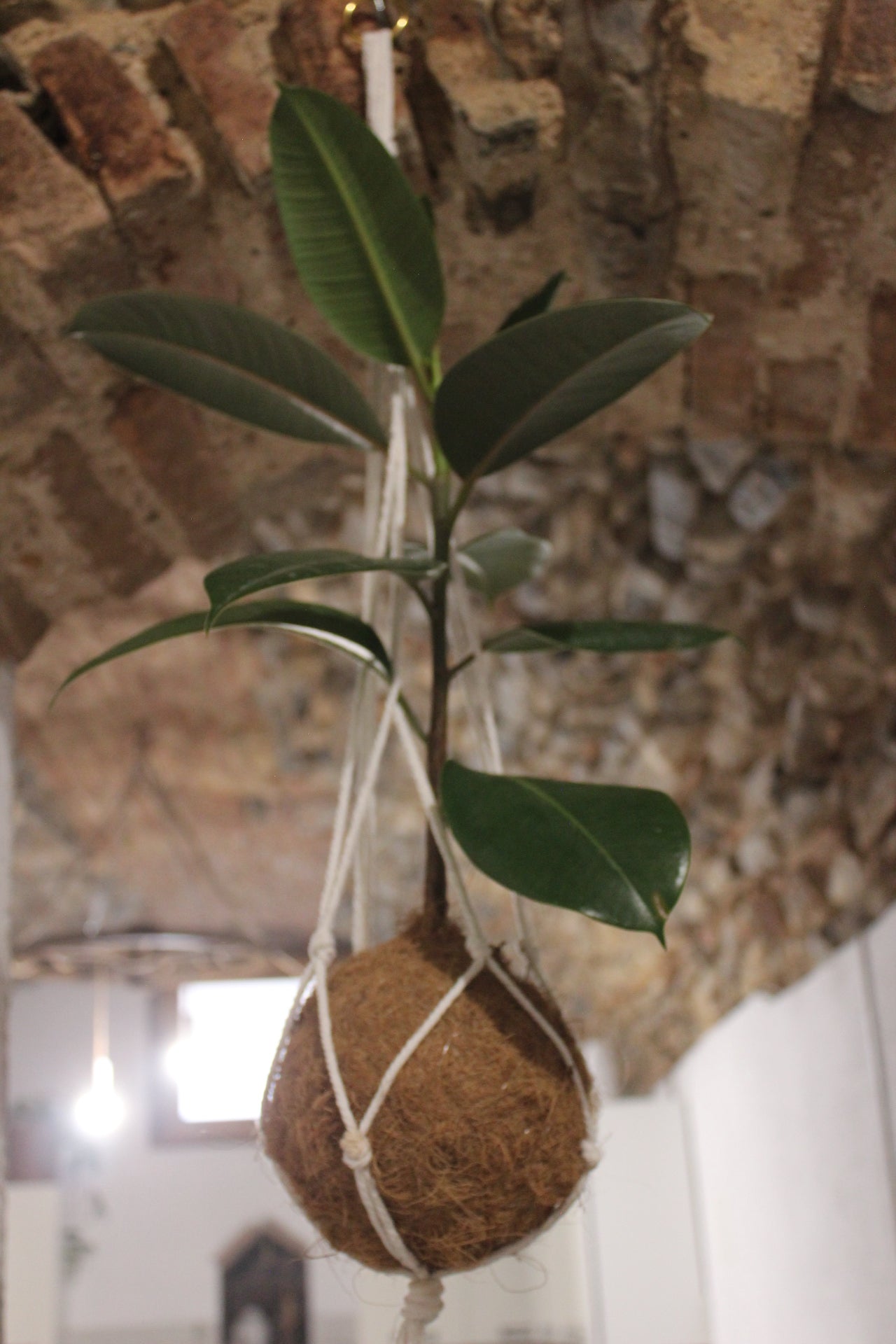 Kokedama Ficus Elastica fibra di cocco