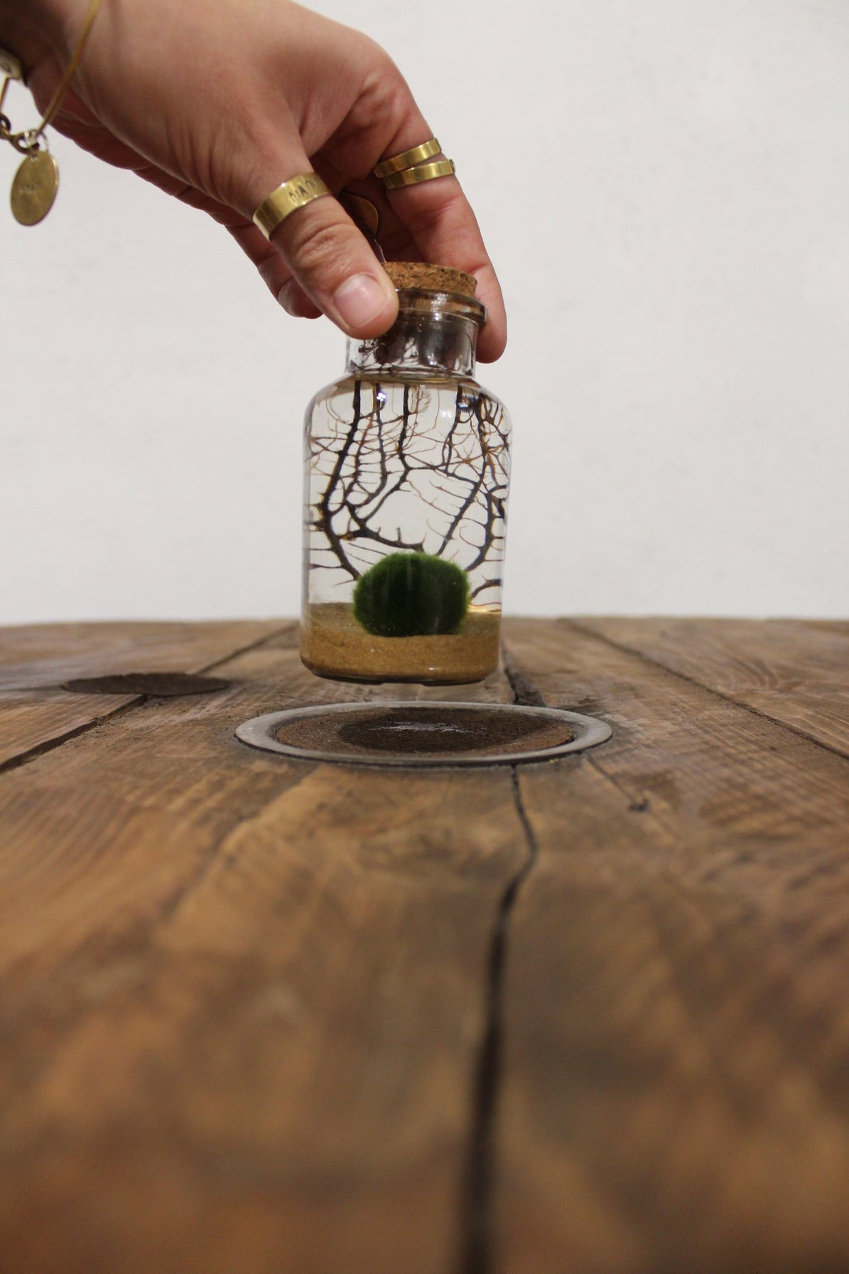 Marimo con corallo 150ml sabbia beige finissima