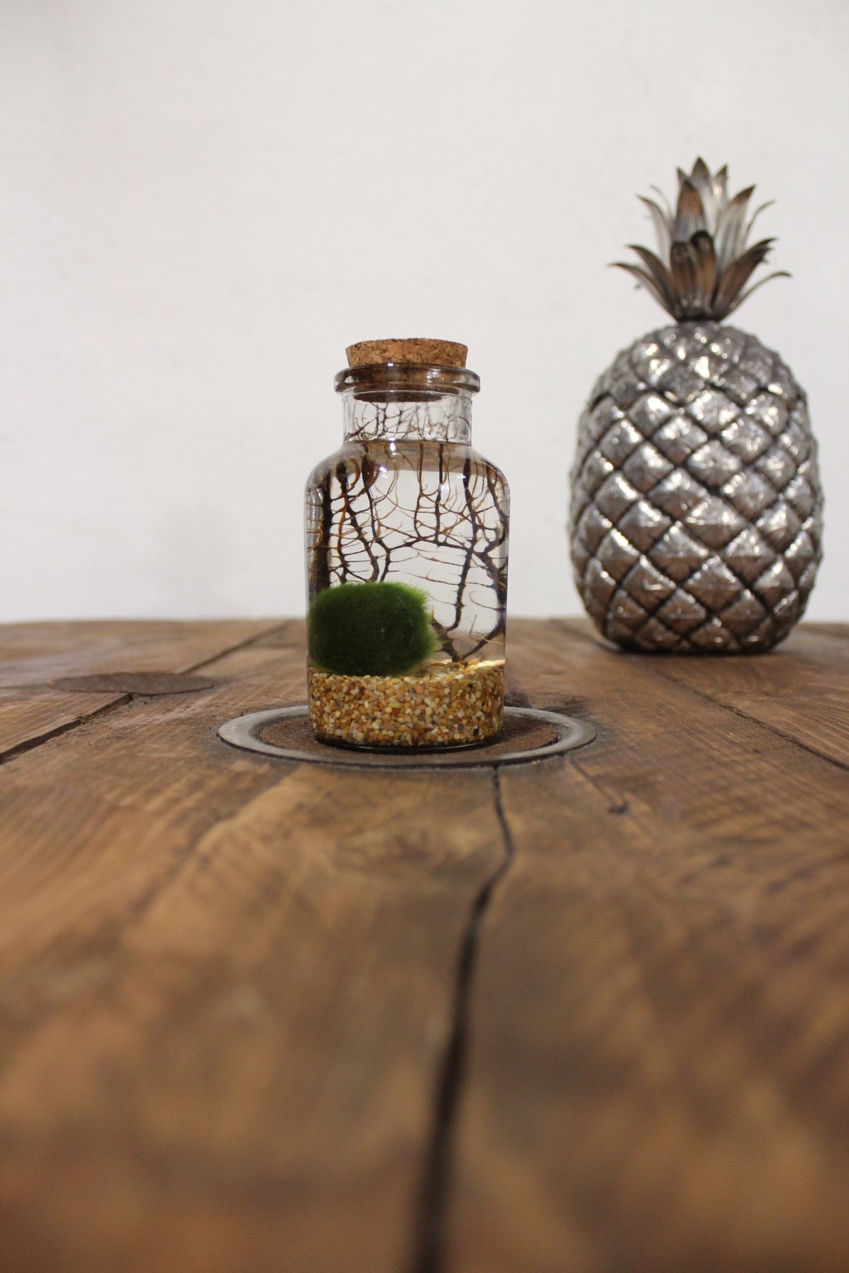 Marimo con corallo 150ml sabbia beige