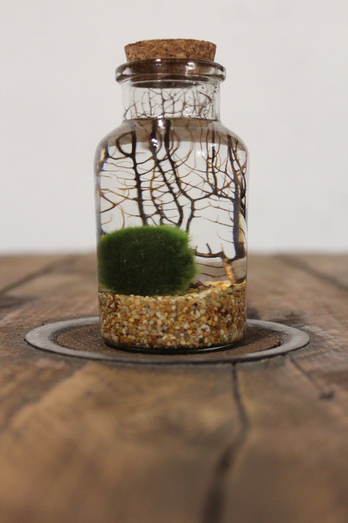 Marimo con corallo 150ml sabbia beige