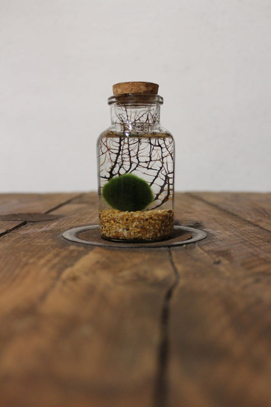 Marimo con corallo 150ml sabbia beige