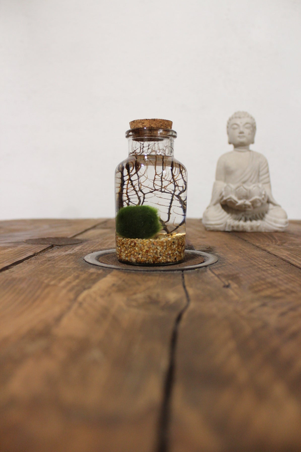 Marimo con corallo 150ml sabbia beige