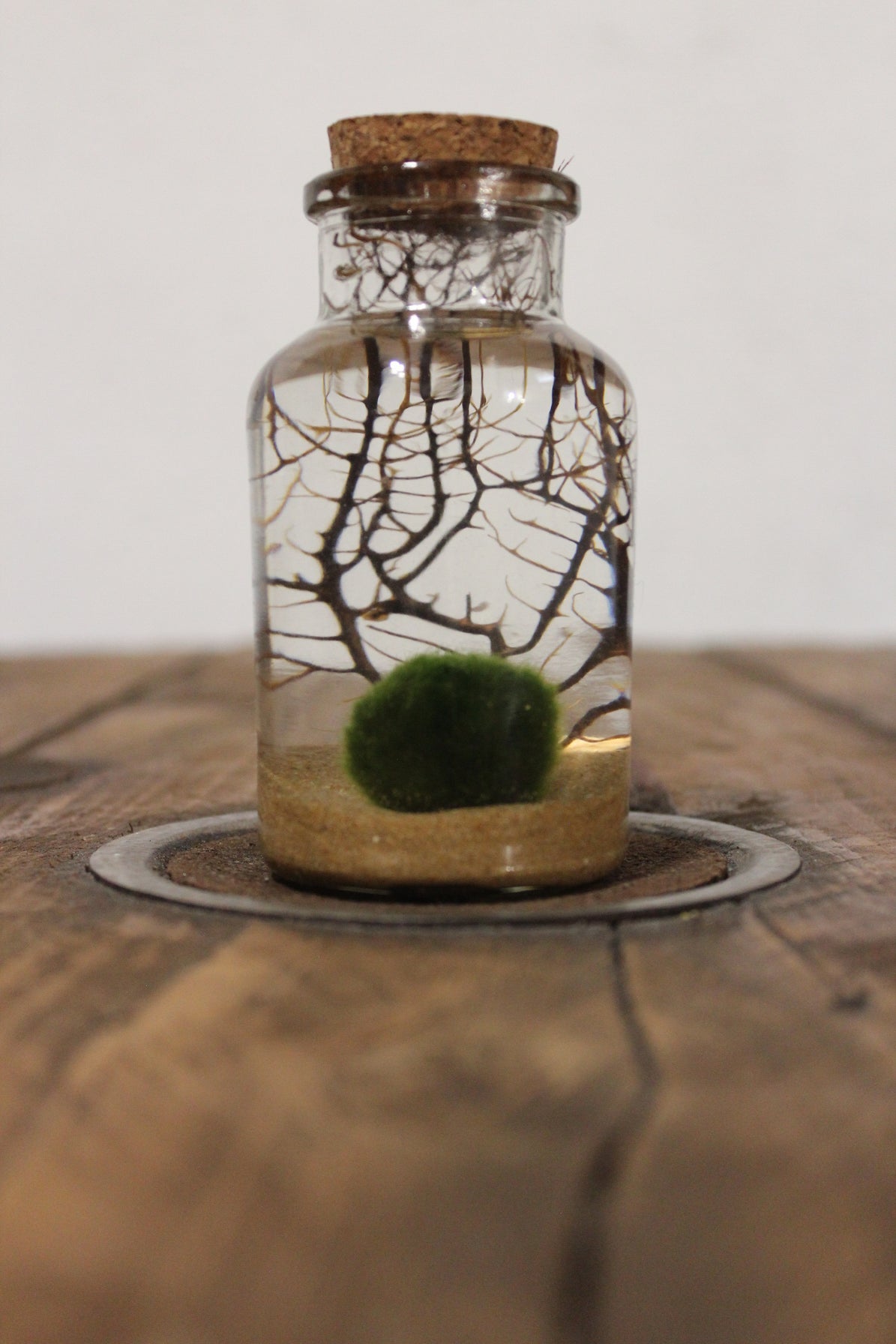 Marimo con corallo 150ml sabbia beige finissima